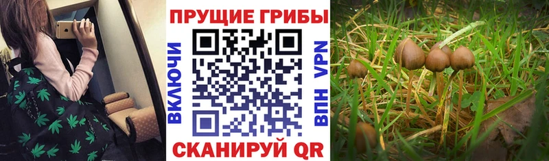 Галлюциногенные грибы Magic Shrooms  маркетплейс формула  Димитровград  купить  цена 